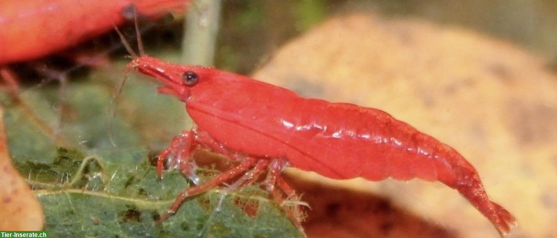 Bild 3: Zwerggarnelen Neocaridina davidi spec. «Sakura»