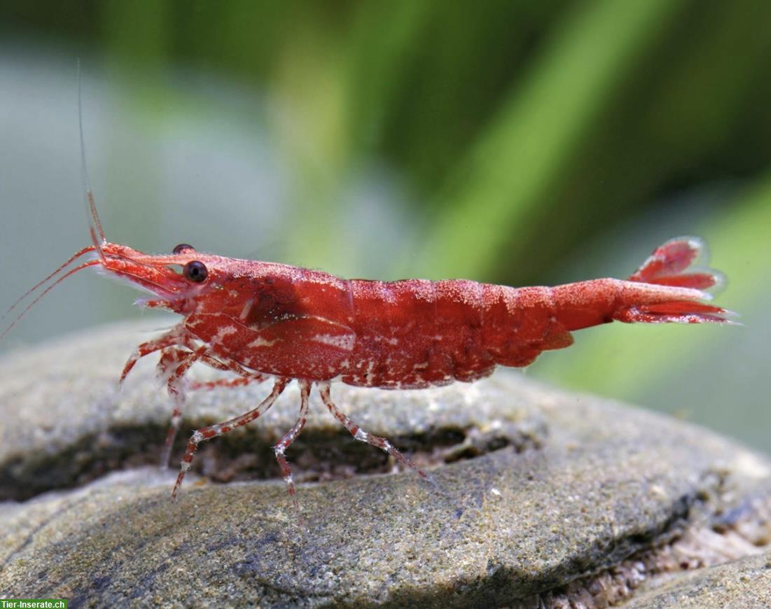 Bild 2: Zwerggarnelen Neocaridina davidi, Red Fire