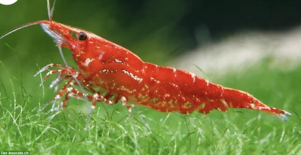 Bild 3: Zwerggarnelen Neocaridina davidi, Red Fire