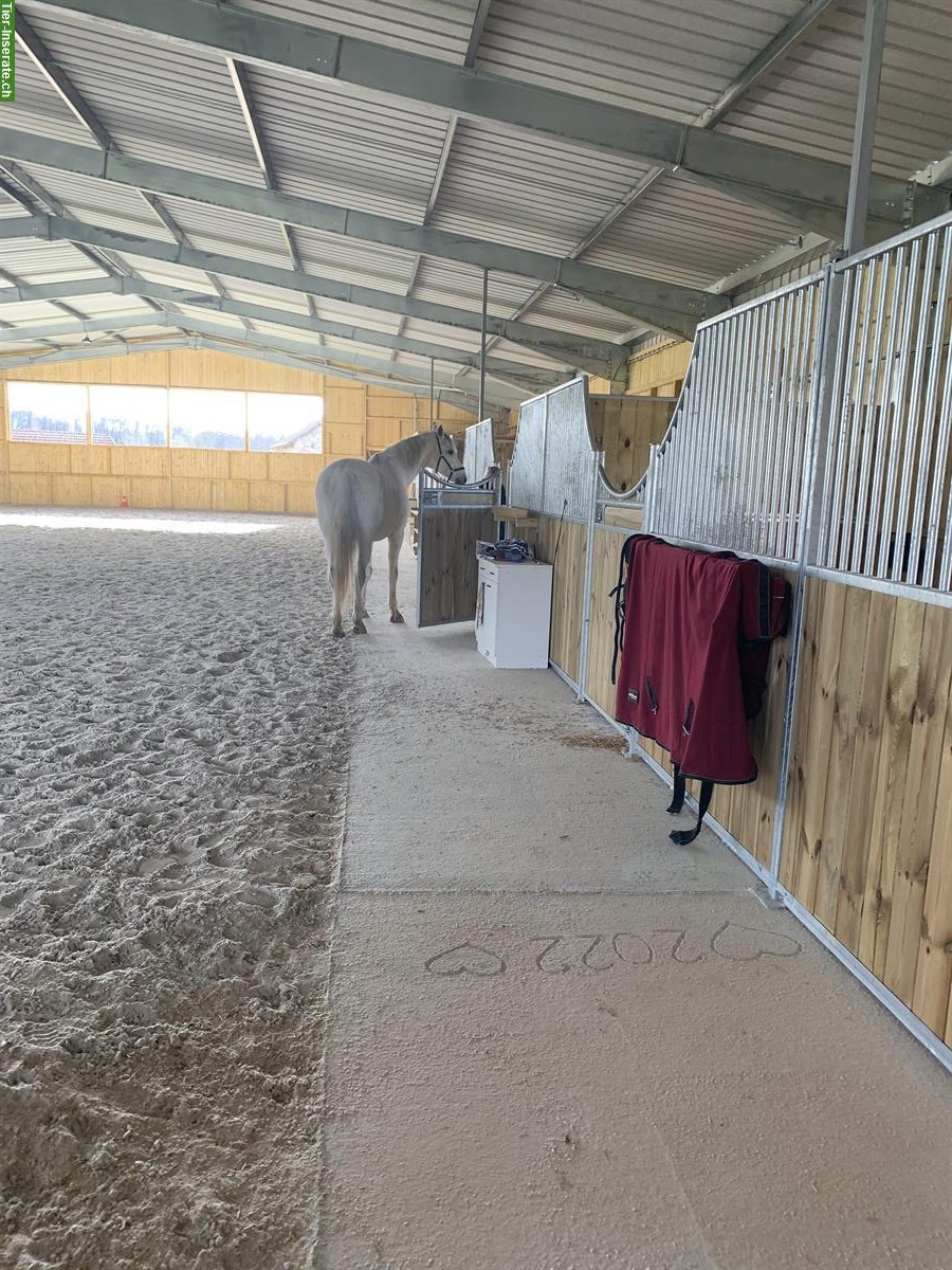 Bild 6: Gepflegter Pferdehof, Reitsportimmobilie zu verkaufen, 1 Std ab Basel