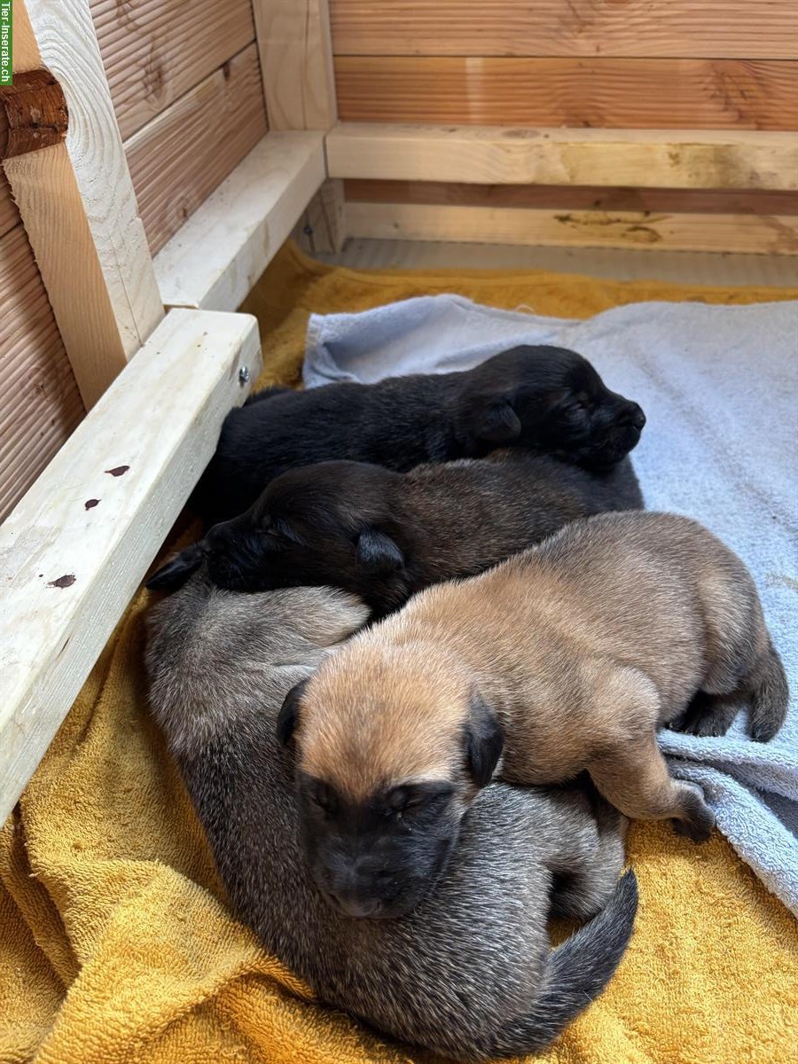 Bild 2: Malinois Welpen, Holländischer Schäfer & Deutscher Schäferhund