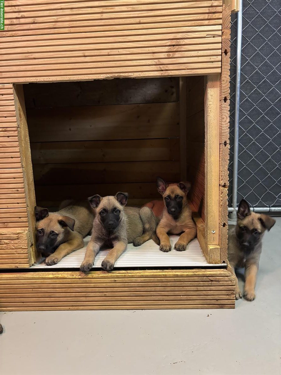 Bild 3: Malinois Welpen, Holländischer Schäfer & Deutscher Schäferhund