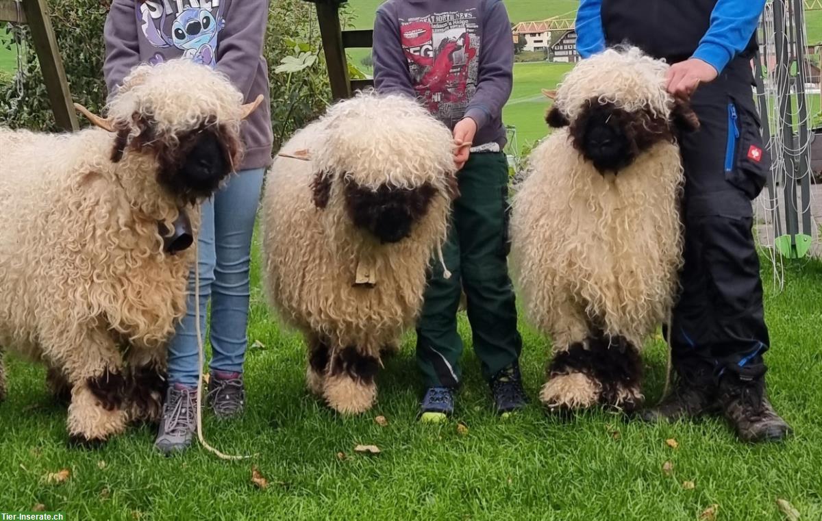 Verschiedene Walliser Schwarznasenschafe zu verkaufen