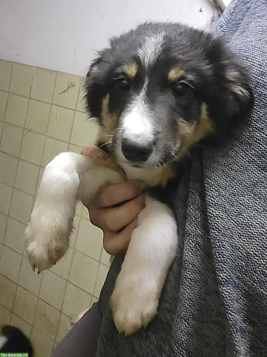 Junge Border Collie mix Welpen zu verkaufen