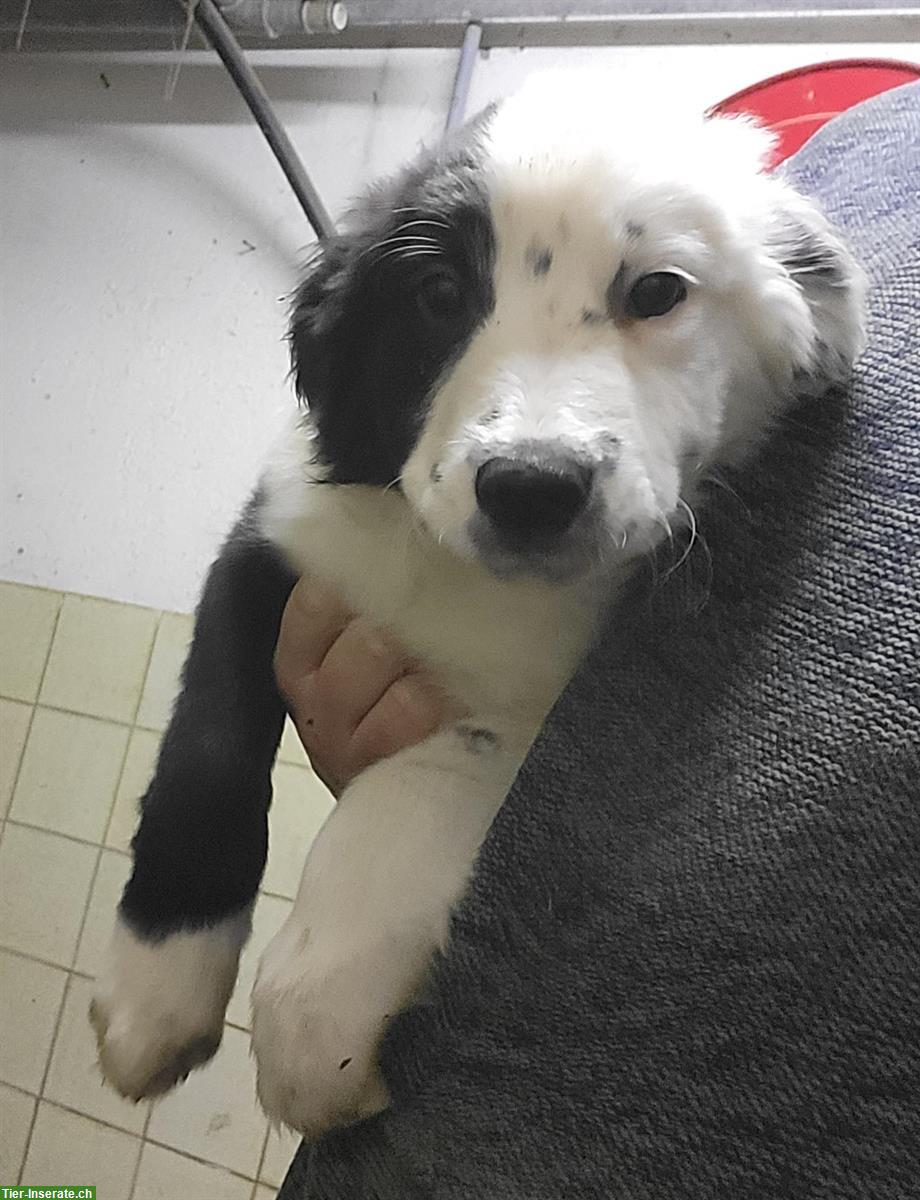 Bild 2: Junge Border Collie mix Welpen zu verkaufen