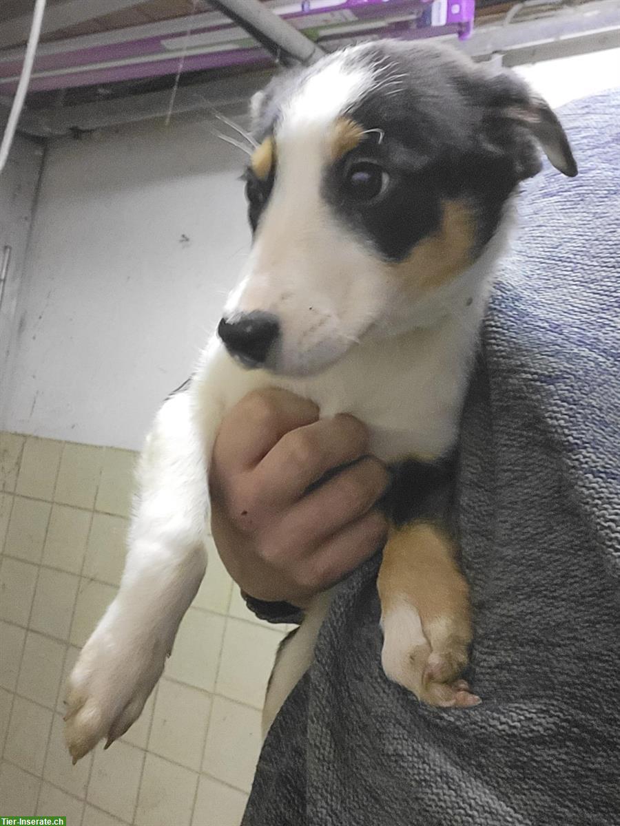 Bild 3: Junge Border Collie mix Welpen zu verkaufen