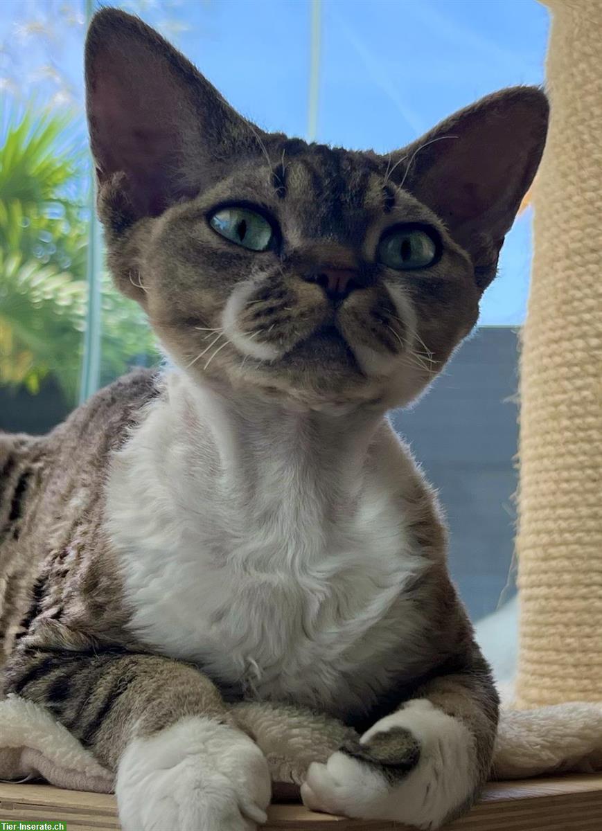 Bild 3: Devon Rex Weibchen zu verkaufen