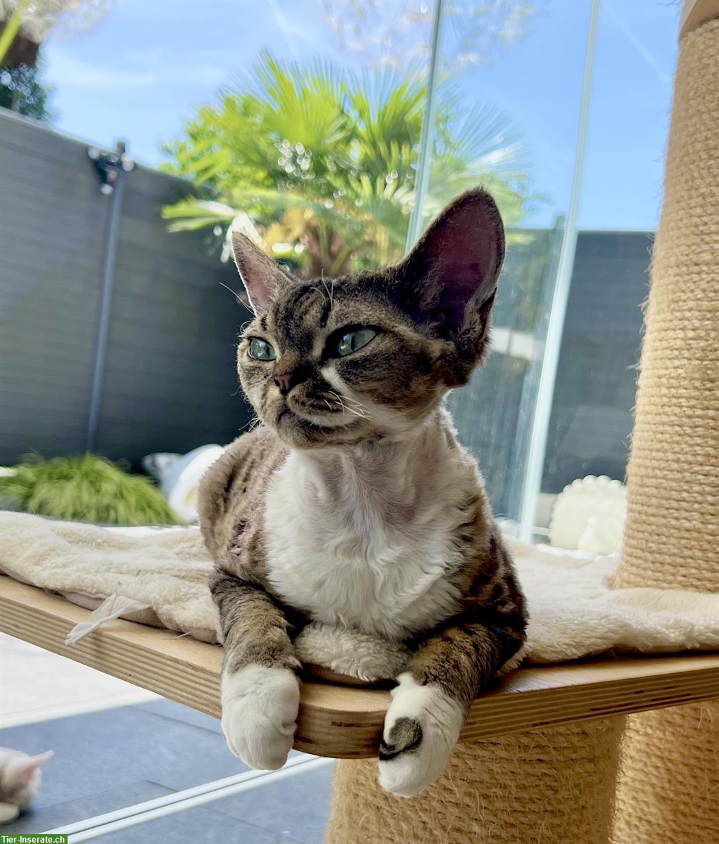 Bild 4: Devon Rex Weibchen zu verkaufen