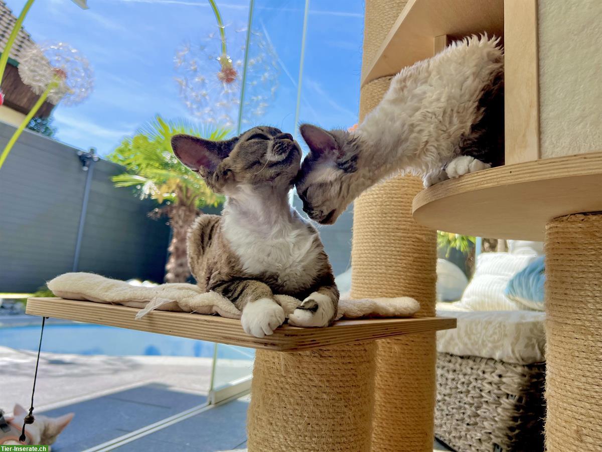 Bild 5: Devon Rex Weibchen zu verkaufen