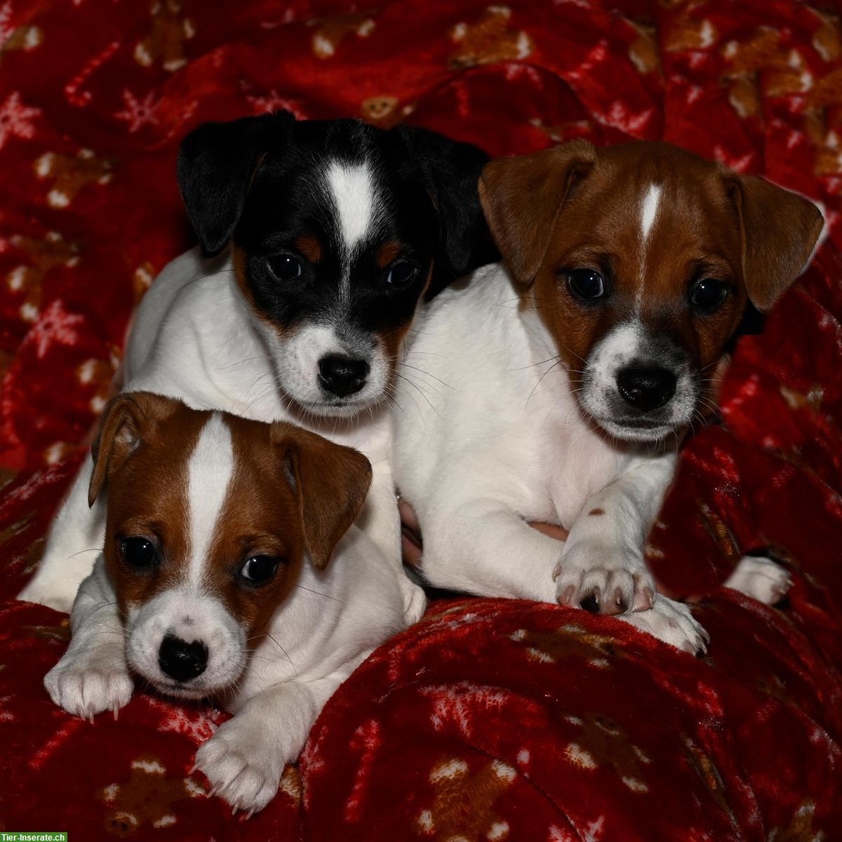 3 Jack Russell Welpen suchen ein neues zu Hause