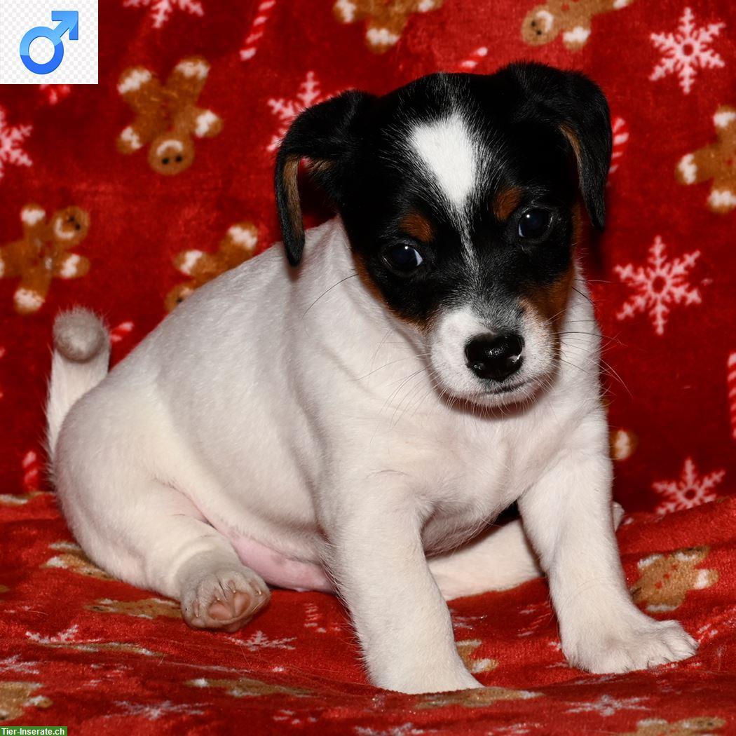 Bild 3: 3 Jack Russell Welpen suchen ein neues zu Hause