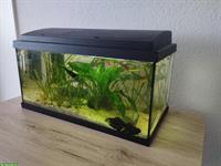 58L Aquarium komplett mit Fische und Zubehör