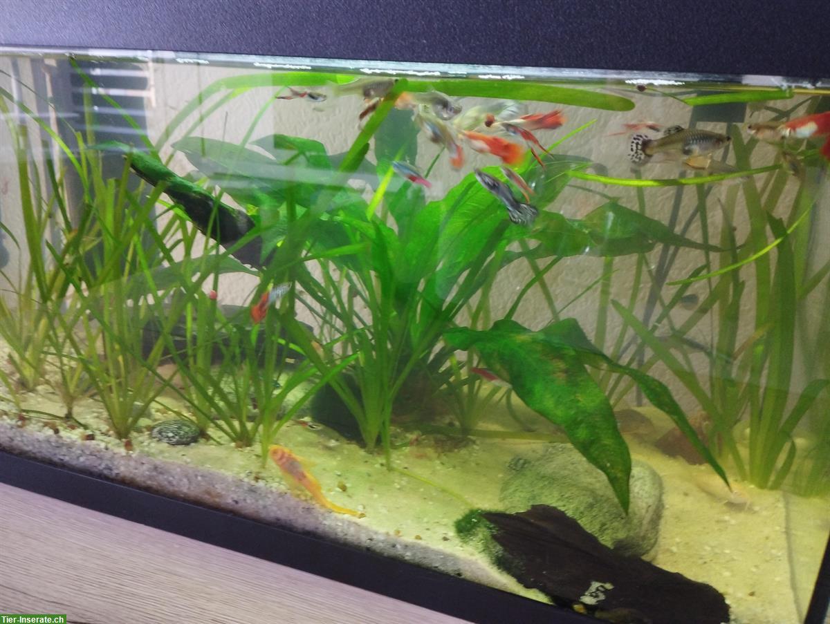 Bild 5: 58L Aquarium komplett mit Fische und Zubehör