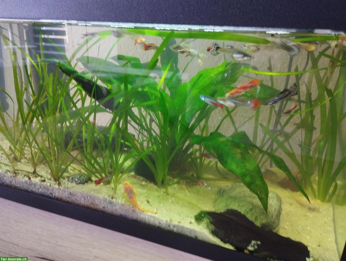 Bild 6: 58L Aquarium komplett mit Fische und Zubehör