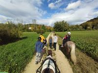 Pflege-/Reitbeteiligung, gemütliche Spaziergänge/ Ausritte