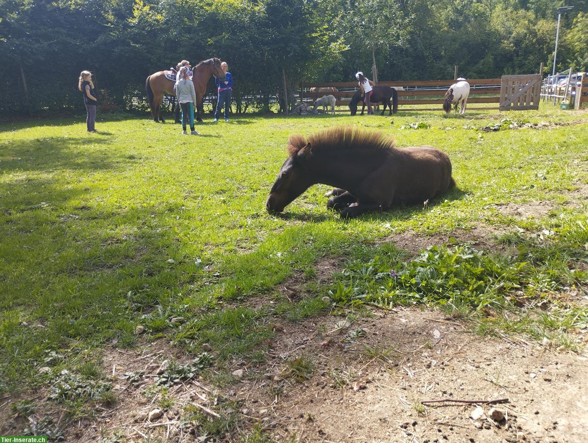 Bild 2: Pflege-/Reitbeteiligung, gemütliche Spaziergänge/ Ausritte