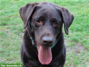 Labrador Rüden GESUCHT, blond, schwarz oder braun