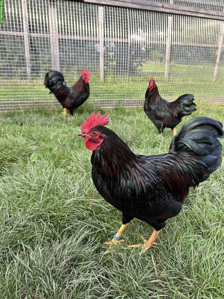 Zwerg Barnevelder Hahn, doppeltgesäumt