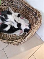 Junge Katzen, 12 Wochen alt zu verkaufen