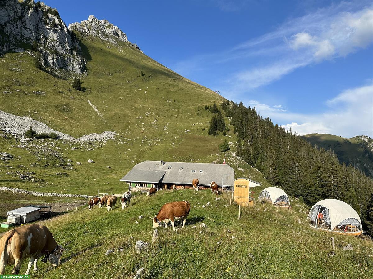 Alp Sömmerungsplatz für Gusti Rinder | Oberstockenalp