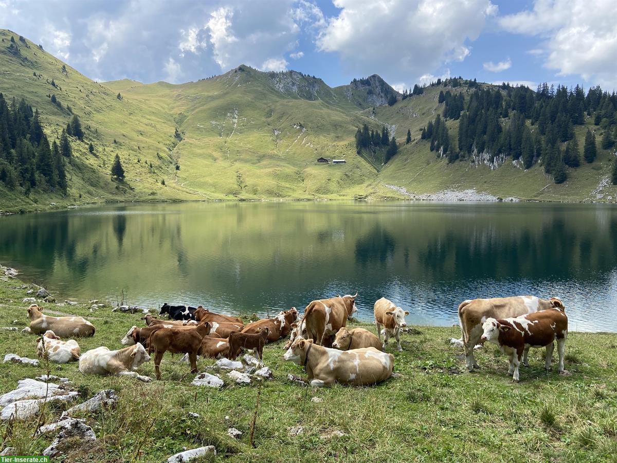 Bild 2: Alp Sömmerungsplatz für Gusti Rinder | Oberstockenalp