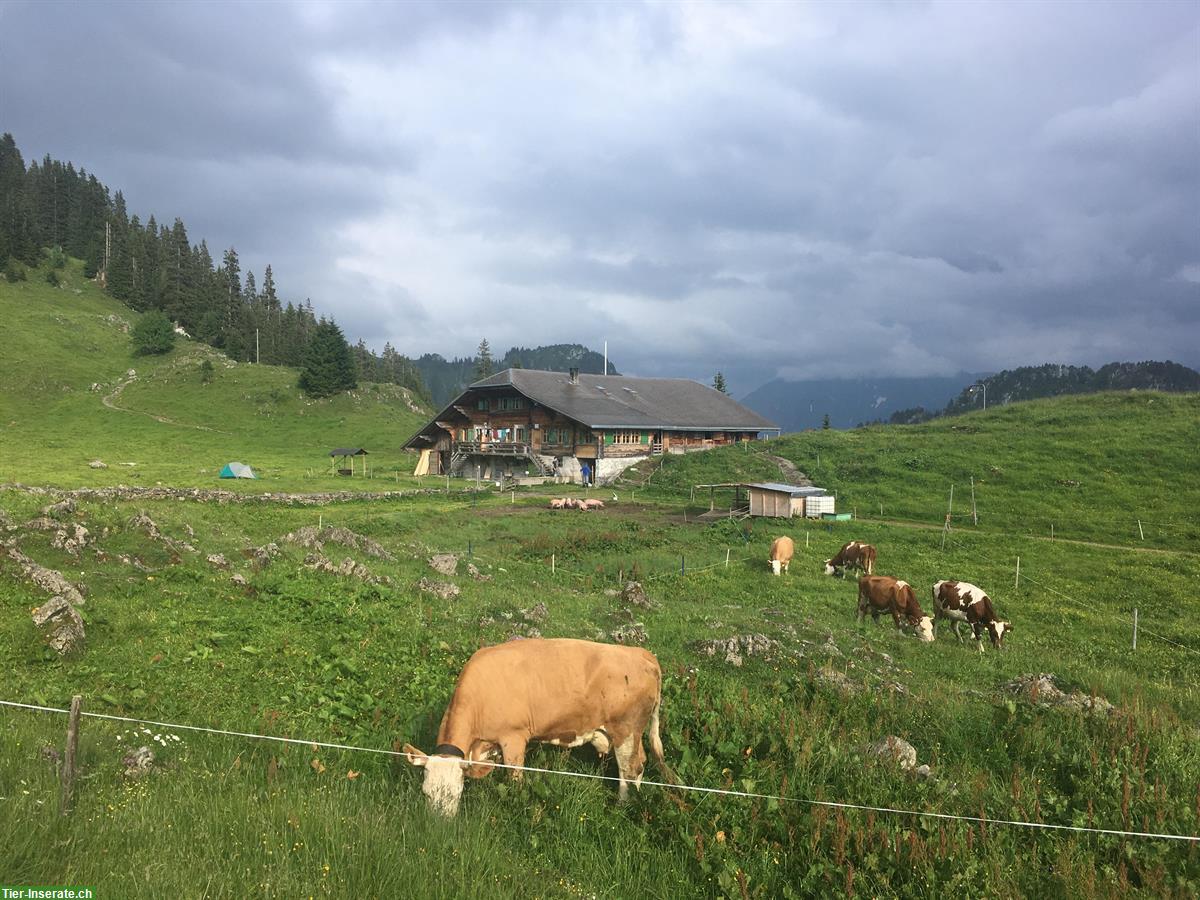 Bild 3: Alp Sömmerungsplatz für Gusti Rinder | Oberstockenalp