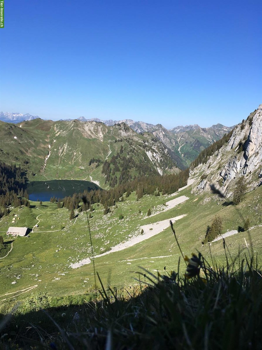 Bild 4: Alp Sömmerungsplatz für Gusti Rinder | Oberstockenalp