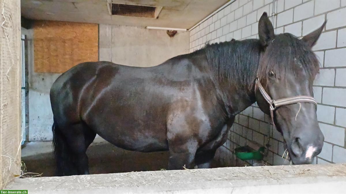 Bild 3: Noriker Stute zu verkaufen