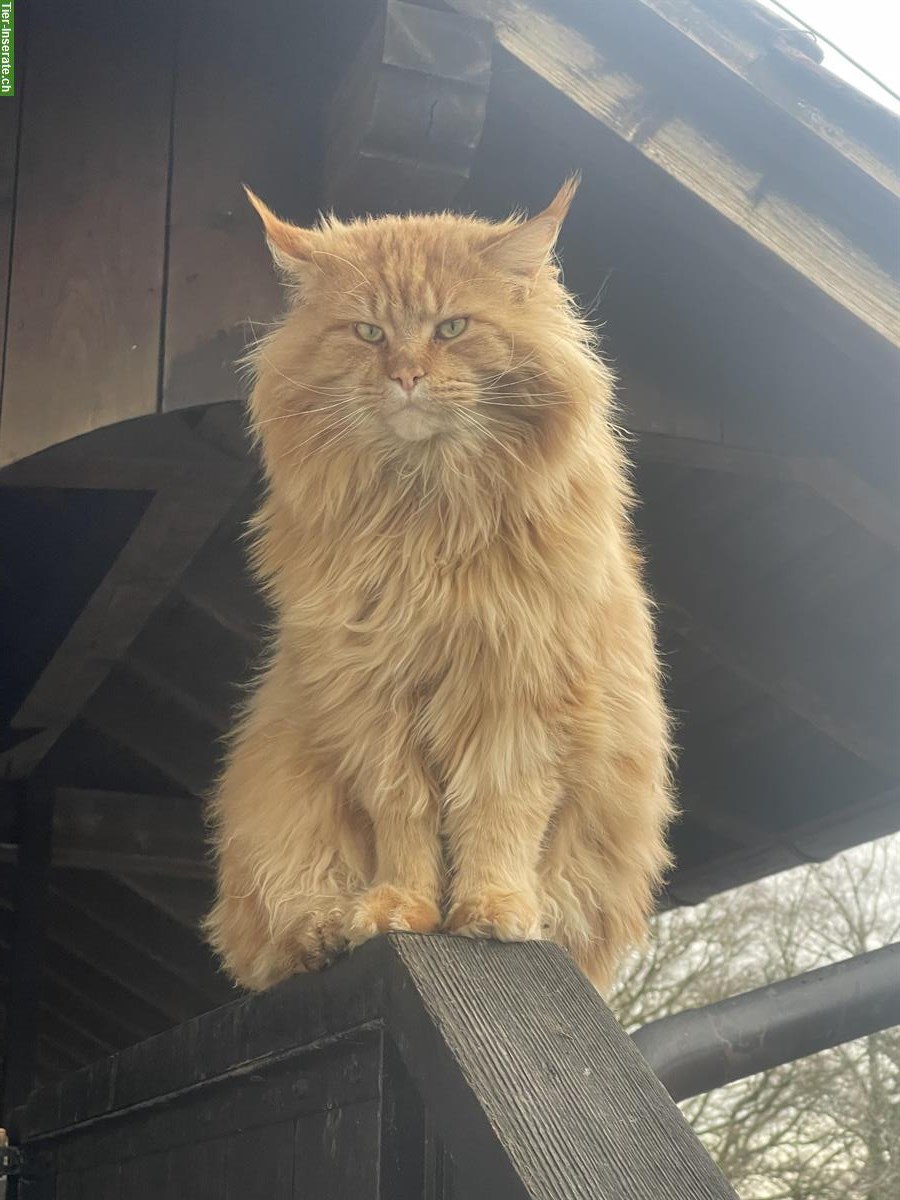 Roter Maine Coon Kater sucht Herzensfamilie