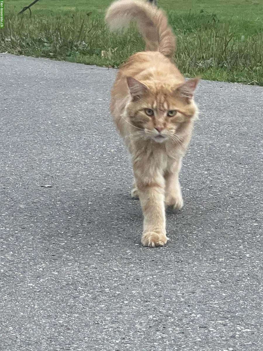 Bild 2: Roter Maine Coon Kater sucht Herzensfamilie