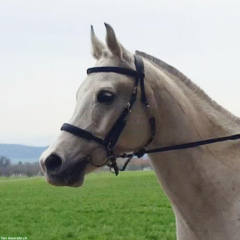 Reitbeteiligung auf Vollblutaraber, Amlikon-Bissegg TG