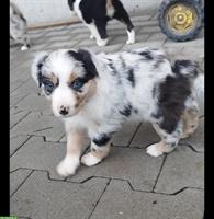 Wurfankündigung Australian Shepherd Welpen vom Bauernhof