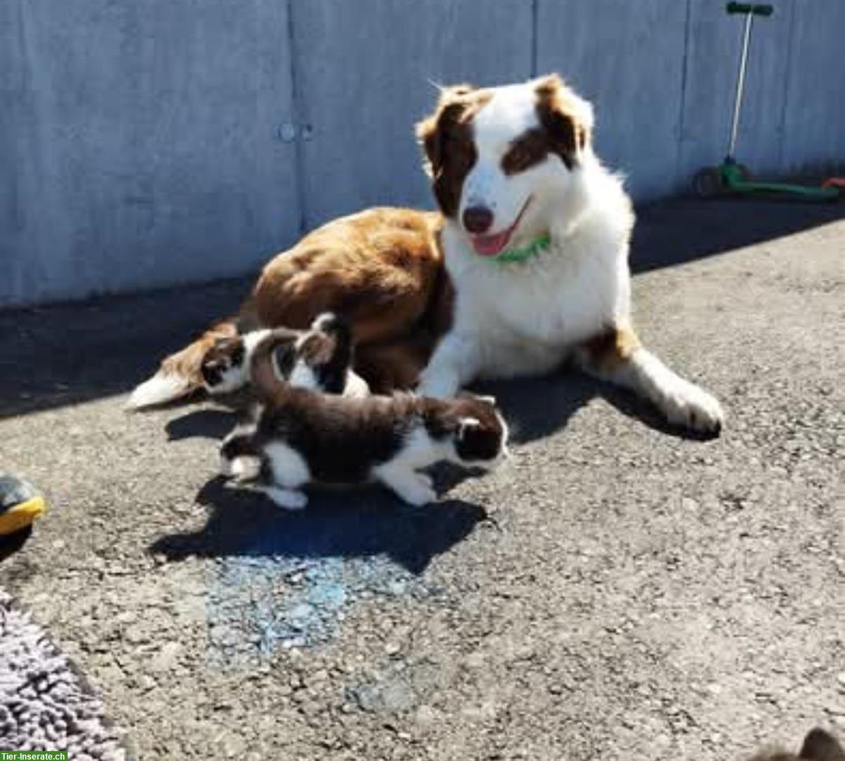 Bild 3: Wurfankündigung Australian Shepherd Welpen vom Bauernhof