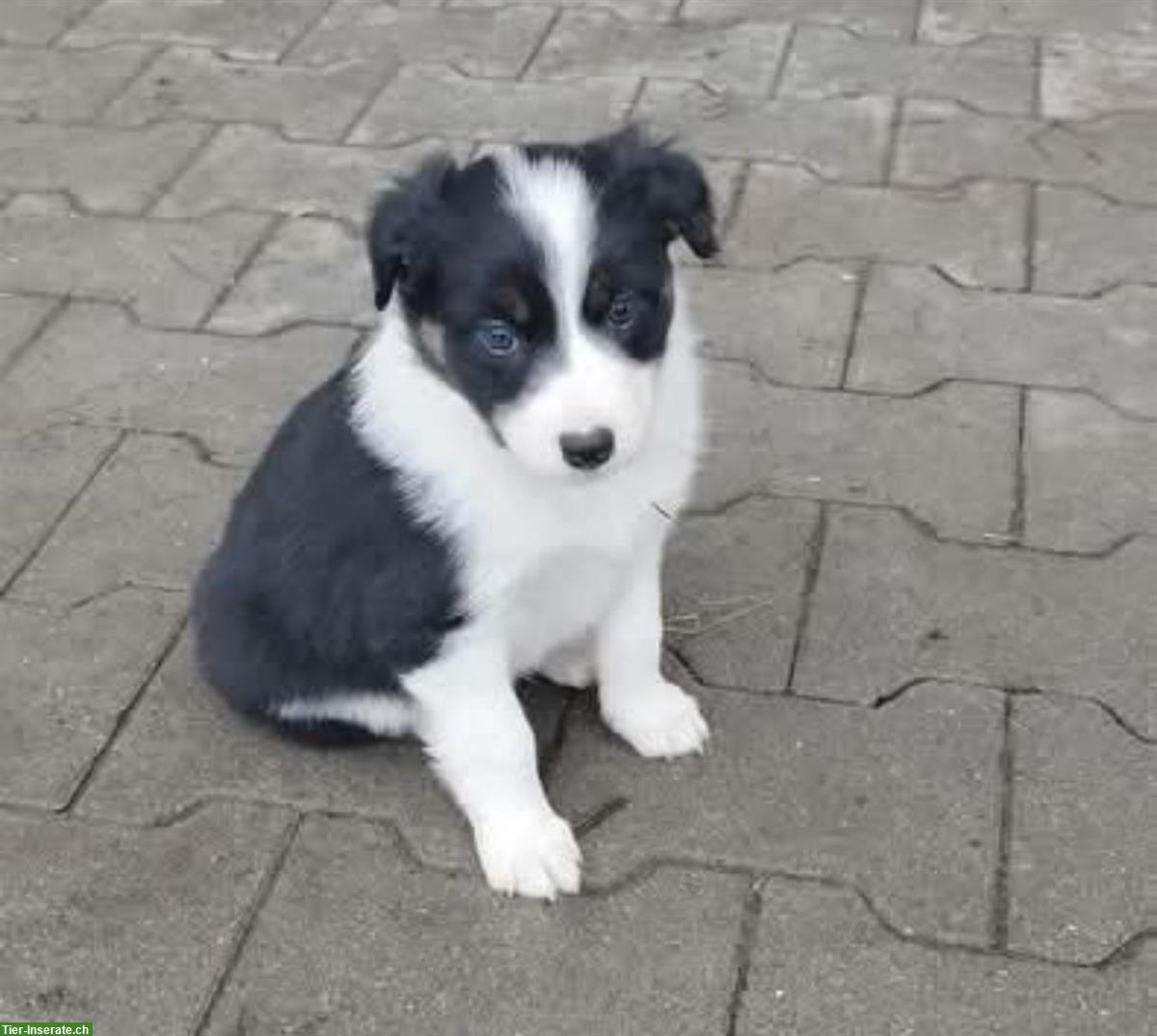 Bild 4: Wurfankündigung Australian Shepherd Welpen vom Bauernhof