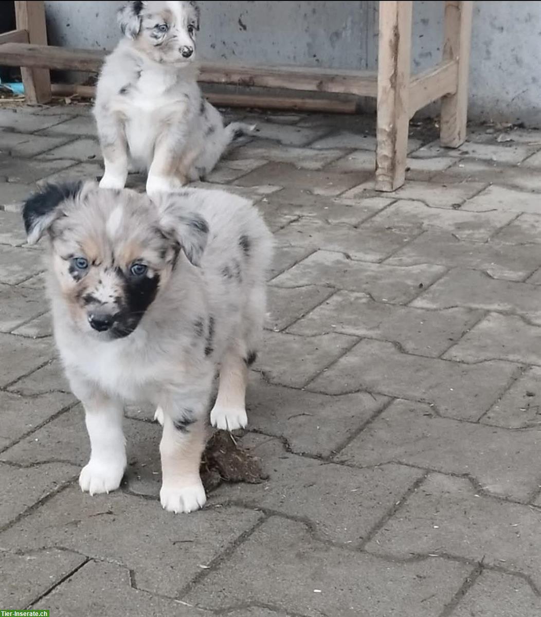 Bild 5: Wurfankündigung Australian Shepherd Welpen vom Bauernhof