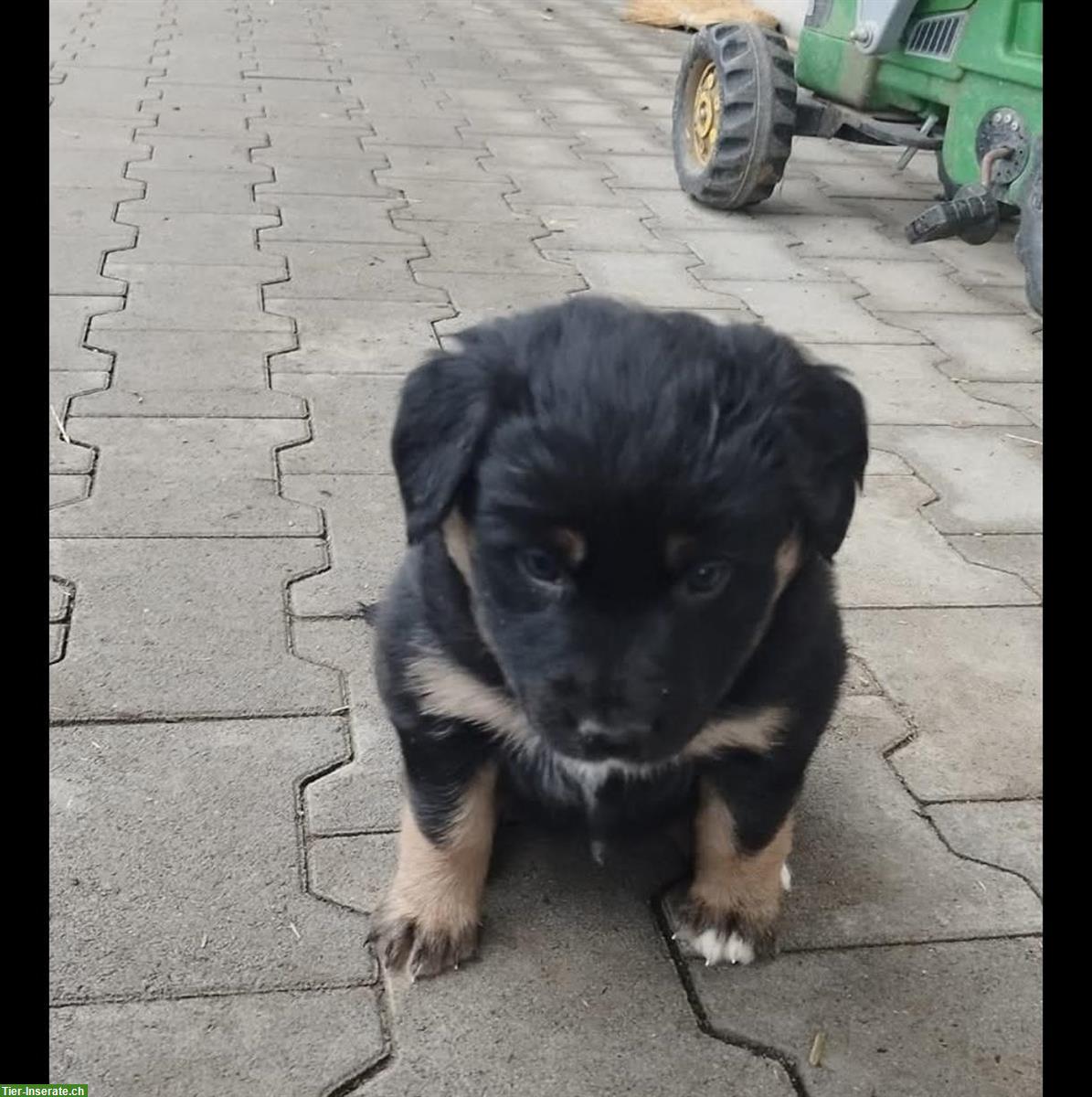 Bild 6: Wurfankündigung Australian Shepherd Welpen vom Bauernhof