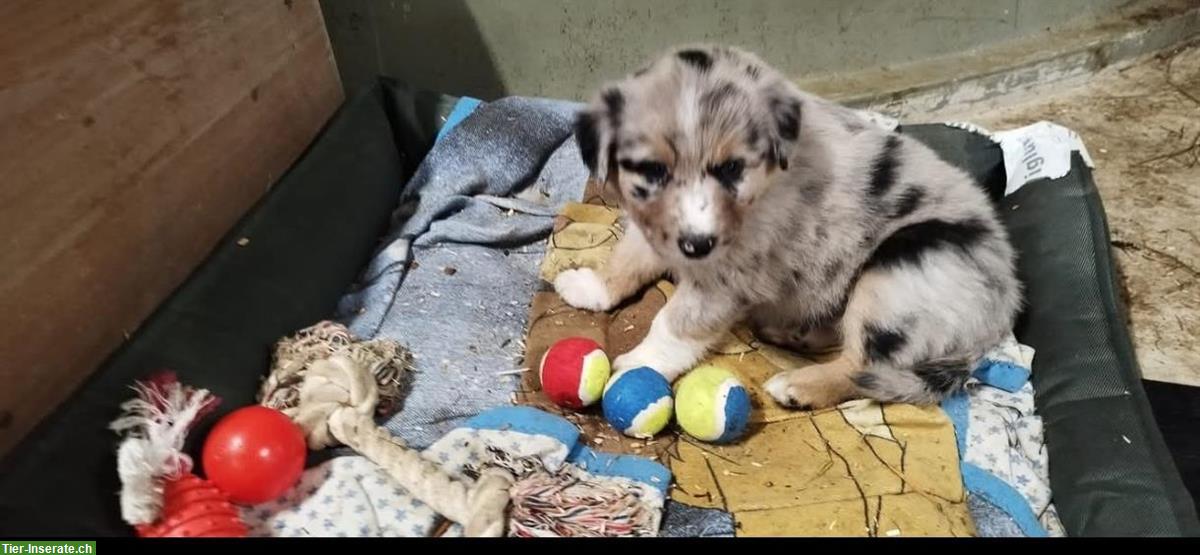 Bild 7: Wurfankündigung Australian Shepherd Welpen vom Bauernhof