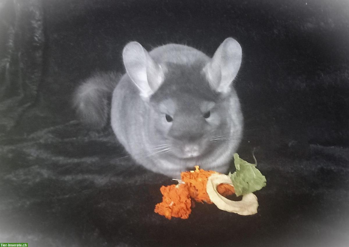 Bild 2: Chinchilla Online Shop | ALLES für Chinchillas!