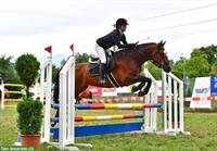 Wunderschönes und liebevolles Pferd🐴 leider zu verkaufen