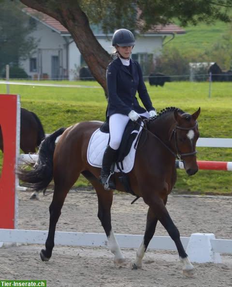 Bild 2: Wunderschönes und liebevolles Pferd🐴 leider zu verkaufen