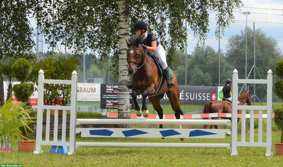 Bild 5: Wunderschönes und liebevolles Pferd🐴 leider zu verkaufen