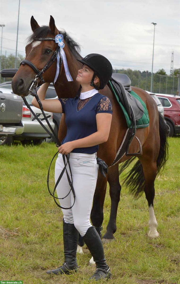 Bild 6: Wunderschönes und liebevolles Pferd🐴 leider zu verkaufen