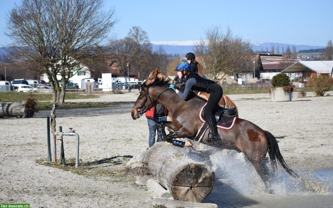 Bild 7: Wunderschönes und liebevolles Pferd🐴 leider zu verkaufen