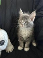 Maine Coon Kitten, reinrassig suchen Zuhause