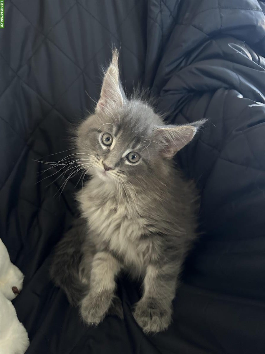 Bild 2: Maine Coon Kitten, reinrassig suchen Zuhause