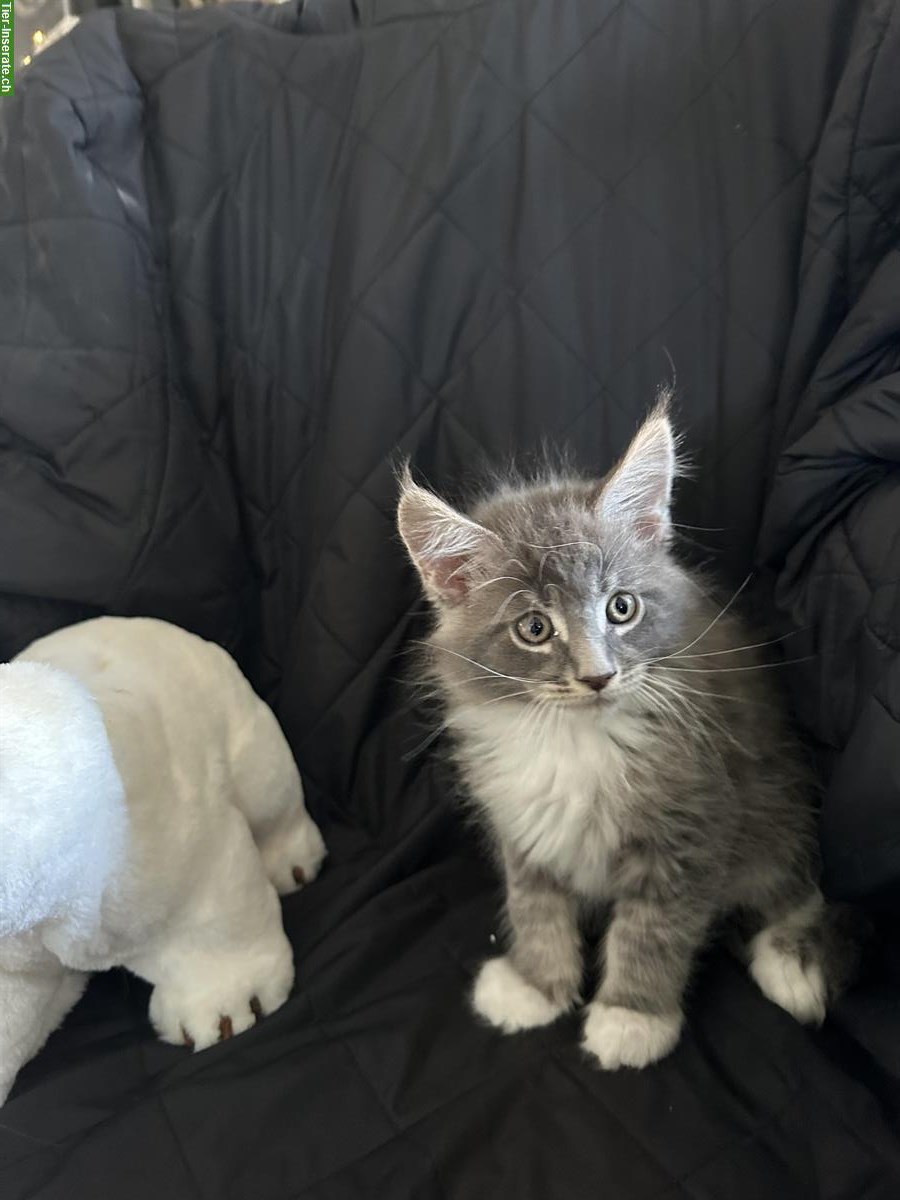 Bild 4: Maine Coon Kitten, reinrassig suchen Zuhause