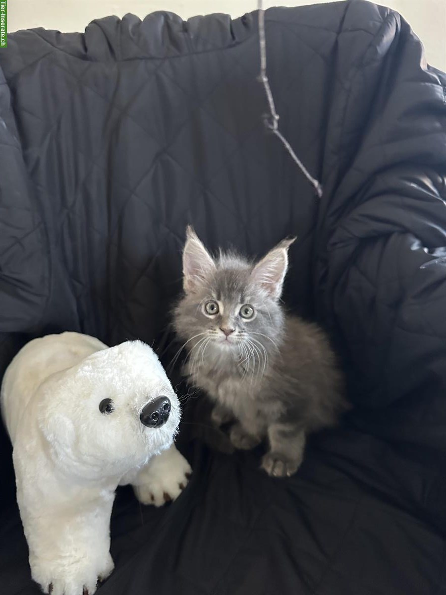 Bild 5: Maine Coon Kitten, reinrassig suchen Zuhause