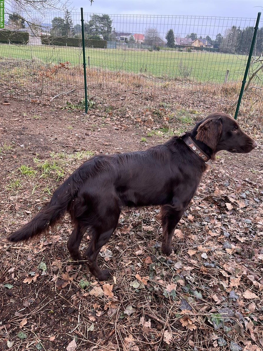 Bild 2: Flat Coated Retriever Welpen mit Ahnentafel