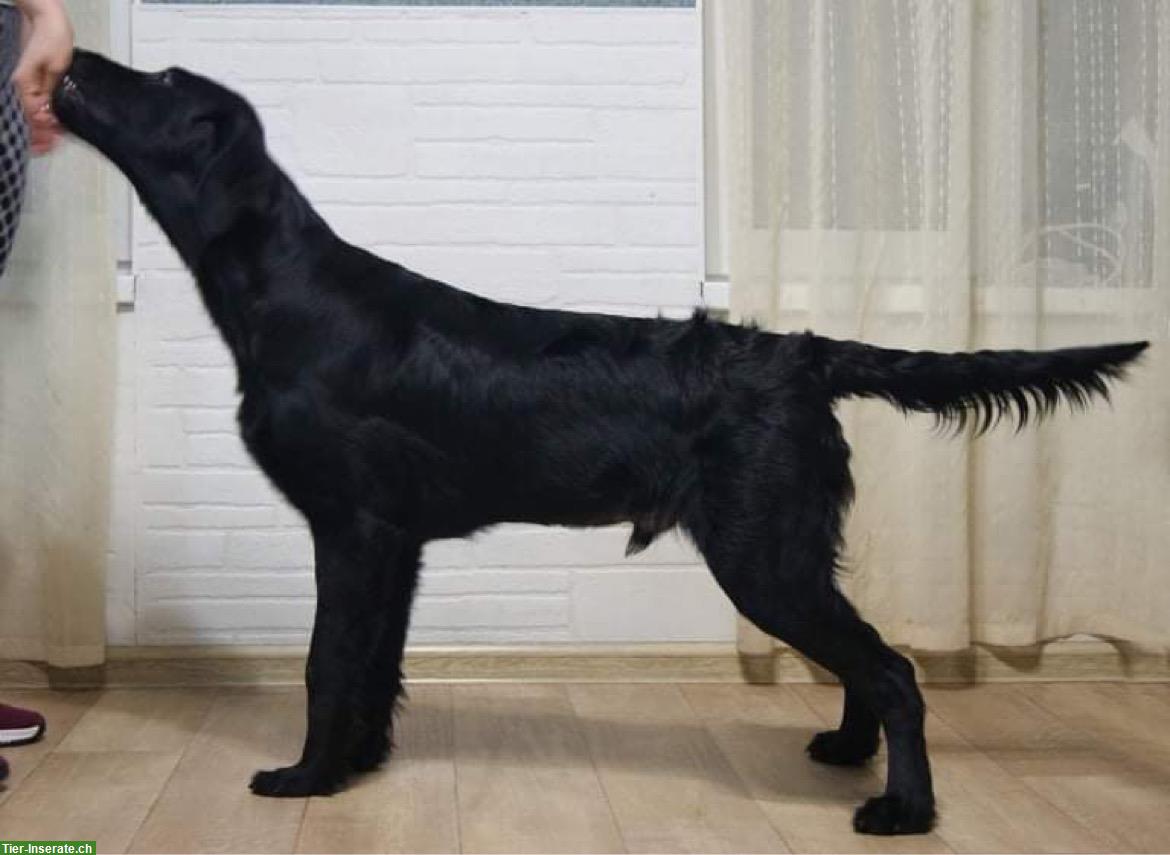 Bild 2: Deckrüde Flat Coated Retriever