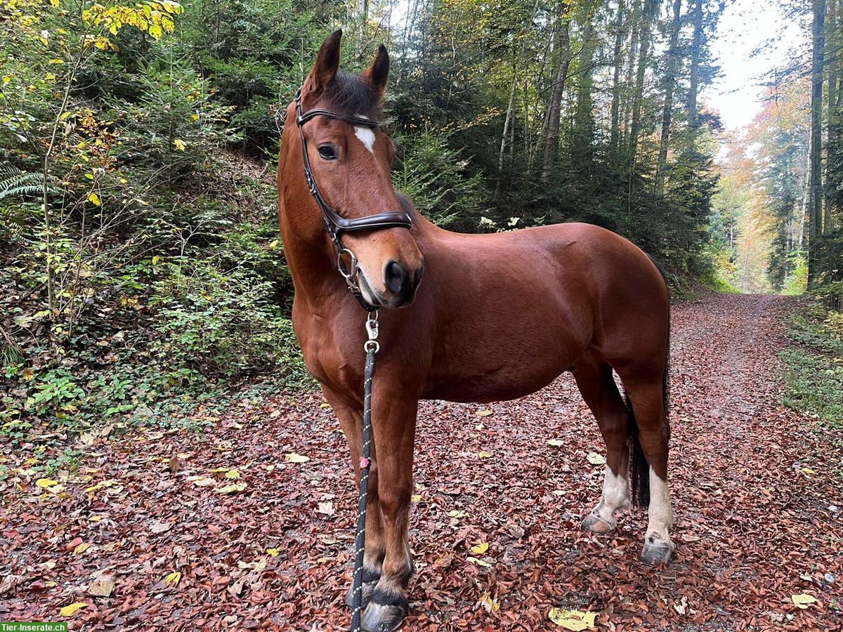 Bild 2: Reitbeteiligung für Freiberger Wallach, Oetwil am See